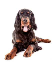 Close up of a Gordon Setter dog breed laying down panting against a white background