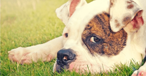 Dog constipation