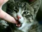How to Stop Kitten Biting
