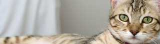 Tabby cat