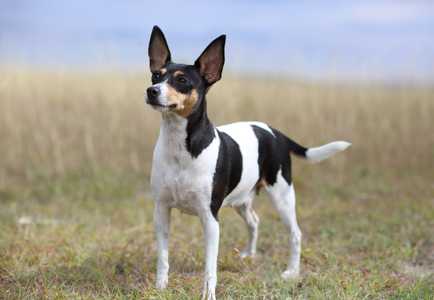 Toy Fox Terrier dog breed standing in a field looking up