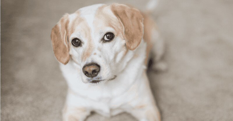 Dog Looking at owner