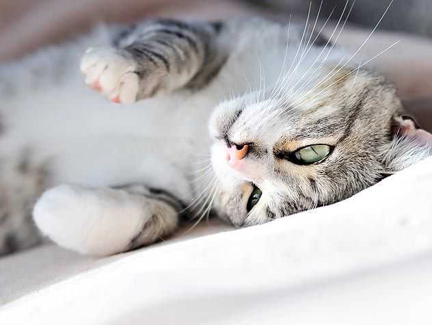 cat sleeping