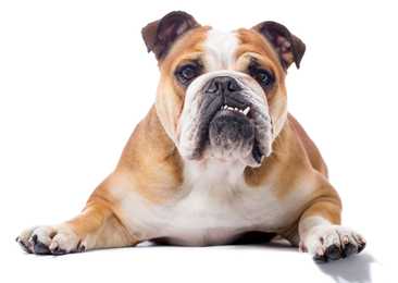 English Bulldog breed sitting side view looking at camera with mouth ajar against white background