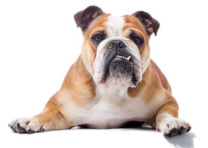 English Bulldog breed sitting side view looking at camera with mouth ajar against white background