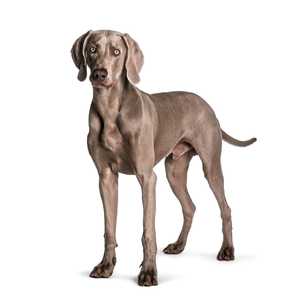 weimaraner dog breed standing against a white background
