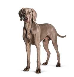 weimaraner dog breed standing against a white background