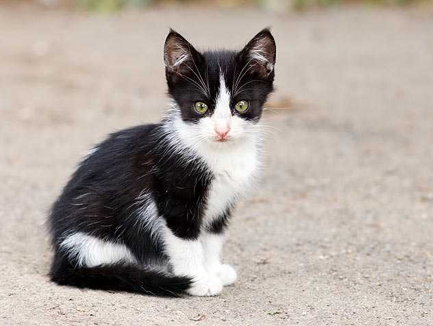 Stray kitten
