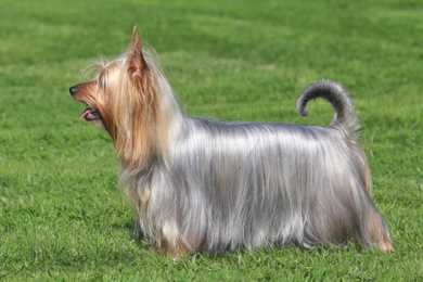 Standing side view of a Silky Terrier dog breed on the grass panting