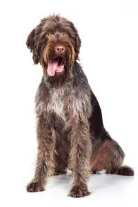 German Wirehaired Pointer dog breed sitting with head tilted against a white background