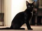 Reading cat's body language