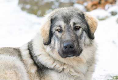 Close up of a Sarplaninac dog breed in the snow