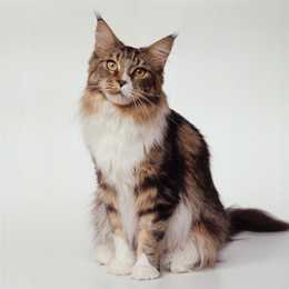 Maine Coon cat sitting against a white background.