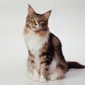 Maine Coon cat sitting against a white background.