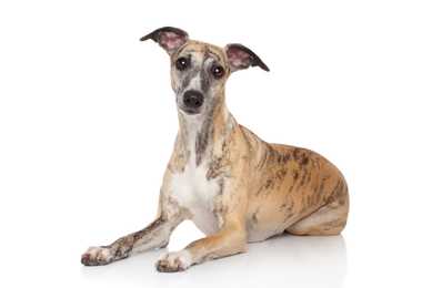 Whippet dog breed sitting tall against a white background