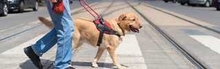 walking dogs