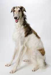Borzoi dog breed sitting tall with mouth open against a white background