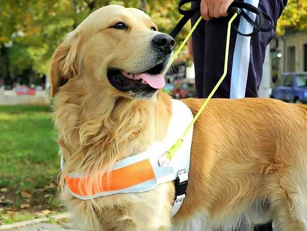 Service Dog Waiting