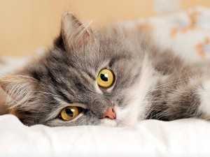 126921280-cat-treats-calorie-count-632x475-300x225