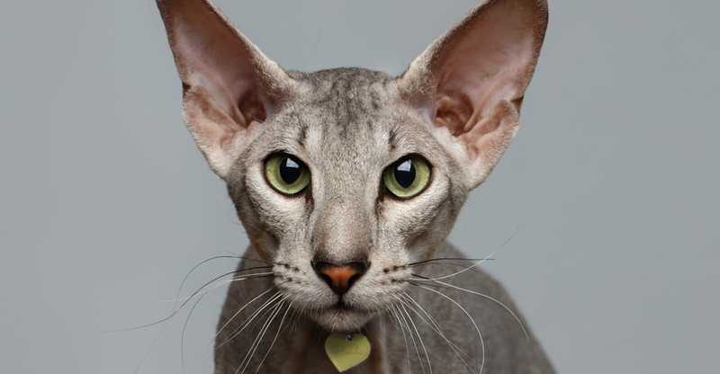 what do cats and dogs see
