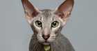 what do cats and dogs see
