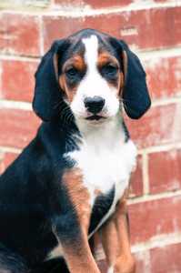 Close up of a sitting Hamiltonstovare dog breed against a brick building