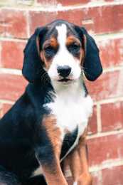 Close up of a sitting Hamiltonstovare dog breed against a brick building