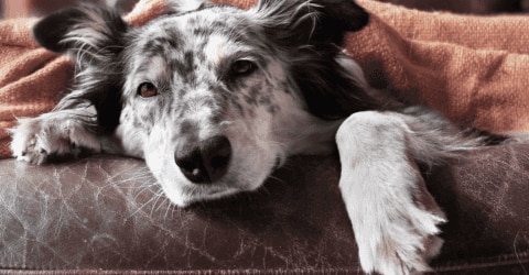 Vomiting Dog