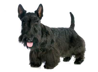 Close up of a standing black Scottish Terrier dog breed against a white background