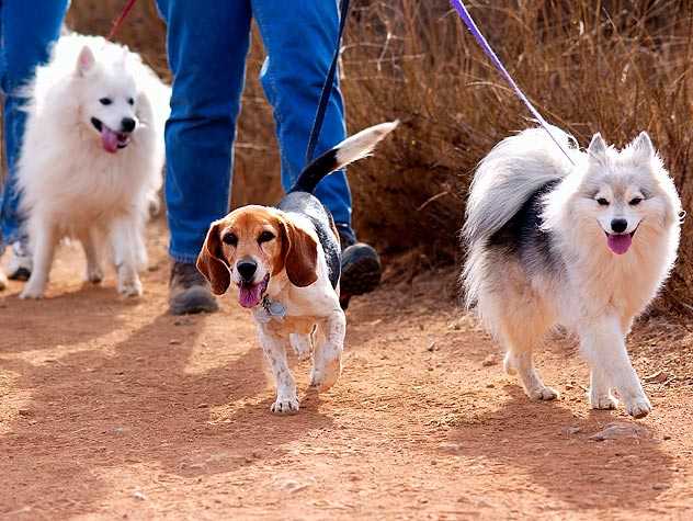 local shelter dogs