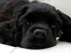 petside dog swallowed bone