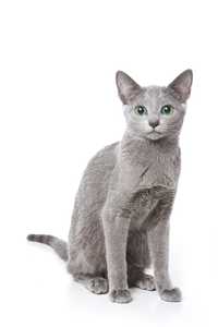 A sleek Russian Blue cat with short, dense gray fur and striking green eyes is sitting upright against a white background
