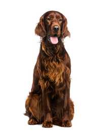 Irish Setter dog breed sitting tall with tongue out against a white background