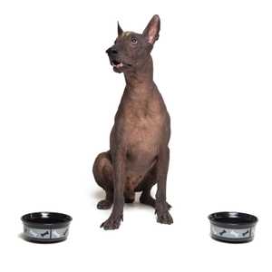 Xoloitzcuintli dog breed sitting between two dog bowls looking up