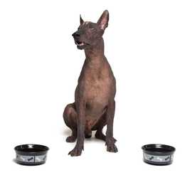 Xoloitzcuintli dog breed sitting between two dog bowls looking up