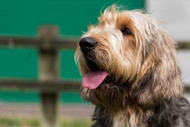 Headshot of an Otterhound dog breed panting with a fence in the background