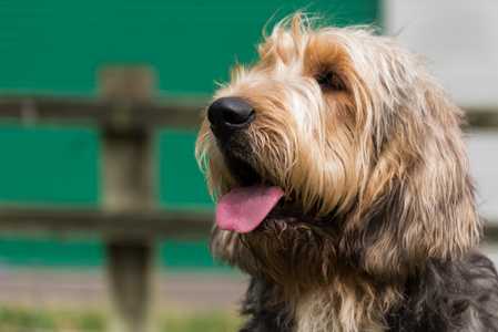 Headshot of an Otterhound dog breed panting with a fence in the background