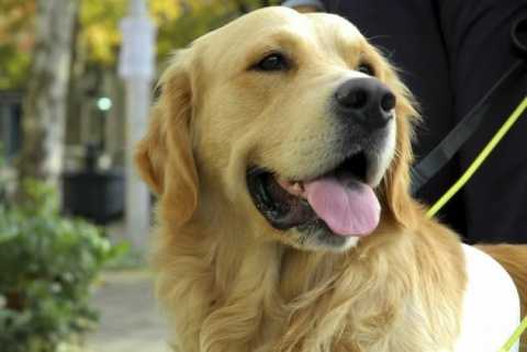 Legal Rights for Animals
