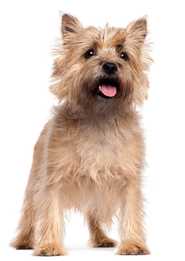 Young Cairn Terrier dog breed standing in front of a white background