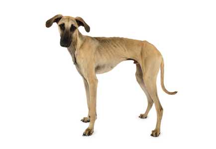 Sideview of a standing Sloughi dog breed looking at the camera against a white background