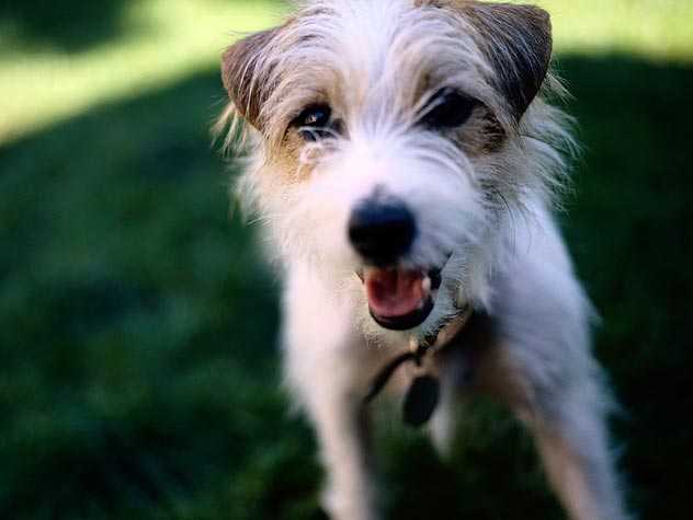 Best Dog Foster Care