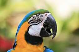 items dangerous to pet birds