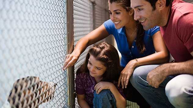 pet adoption