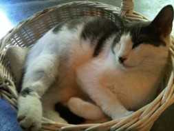 CJ the cat