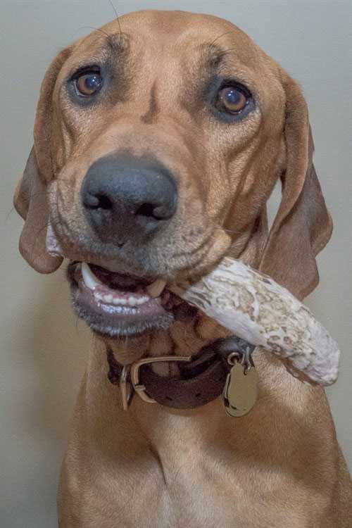 And when I used to only have one antler, Eko would give me the saddest looks when it was time to share with Penny.