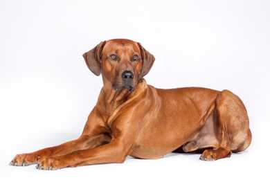 Rhodesian Ridgeback dog breed laying with paws extended out posing against a white background