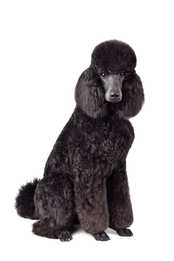 Black Standard Poodle dog breed standing against a white background