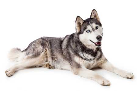 Siberian Husky dog breed laying down against a white background