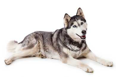 Siberian Husky dog breed laying down against a white background