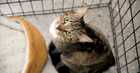 Adoptable cat